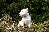 BULL TERRIER MINIATURE 272